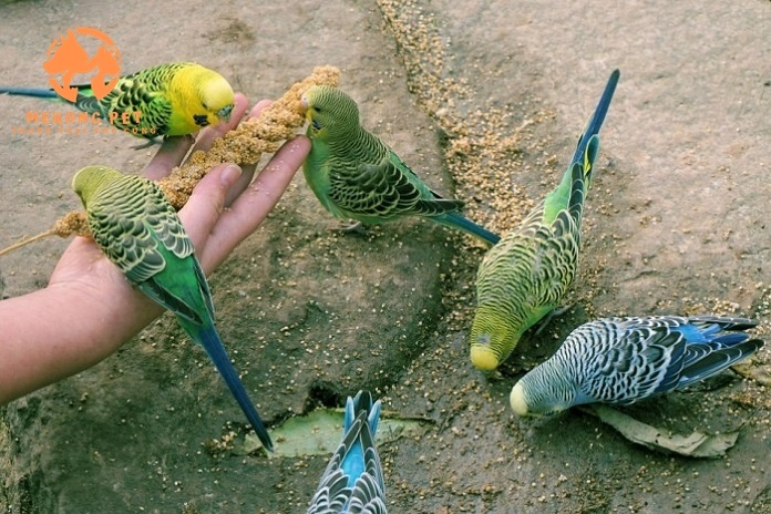 Mua Bán Vẹt Lovebird: Hướng Dẫn Chọn Lựa Và Chăm Sóc